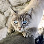 Как коты предупреждают об опасности