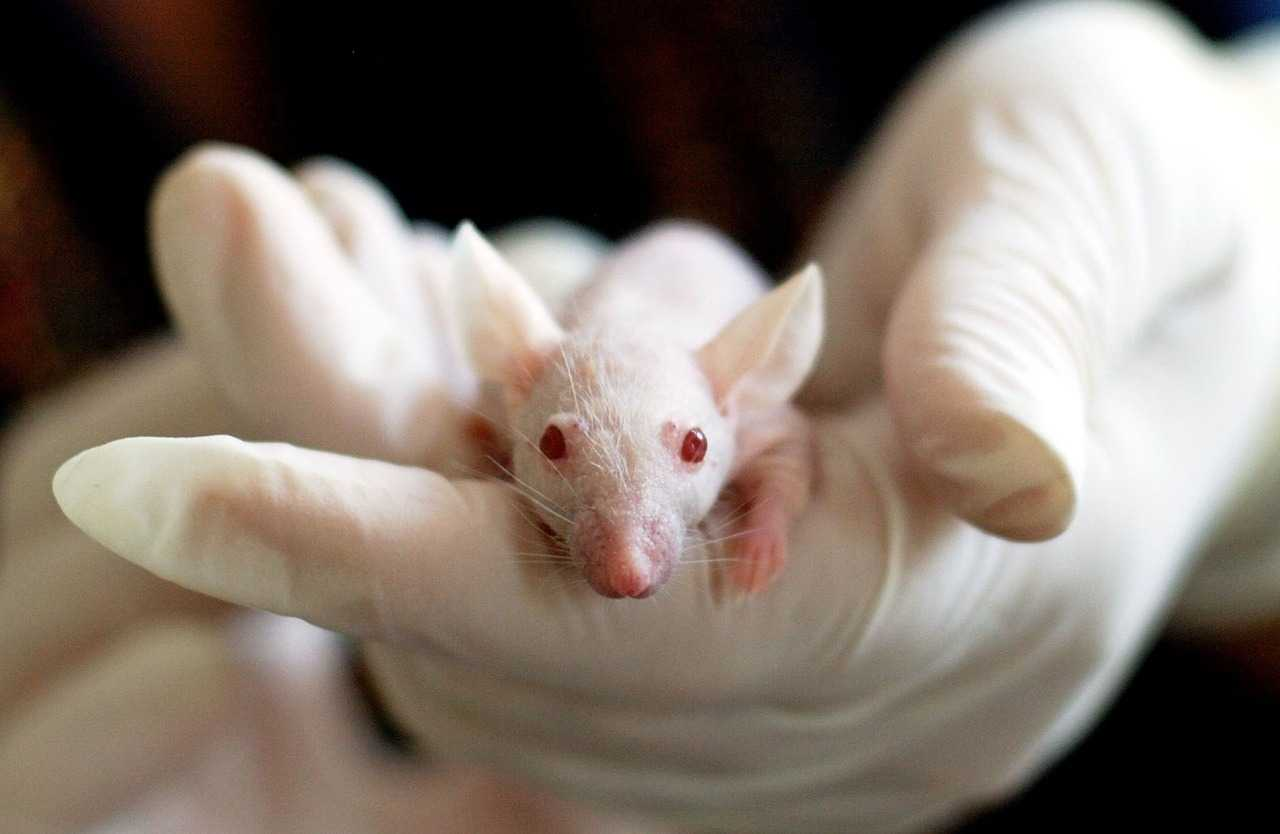 Ученые научились «контролировать мозг» мышей