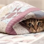 Какие обогреватели выбрать для дома: плюсы и минусы популярных моделей