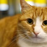 К чему снятся коты: значение снов о котах по сонникам