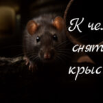 К чему снятся крысы