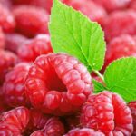 Когда и чем правильно удобрять малину для максимального плодоношения?