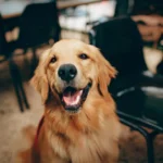 Почему собаки лают на одних людей, а на других нет