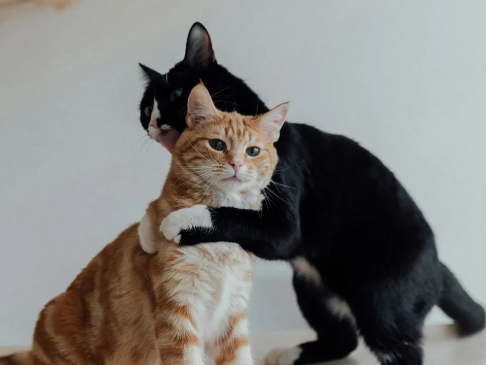 Чем отличаются коты от кошек