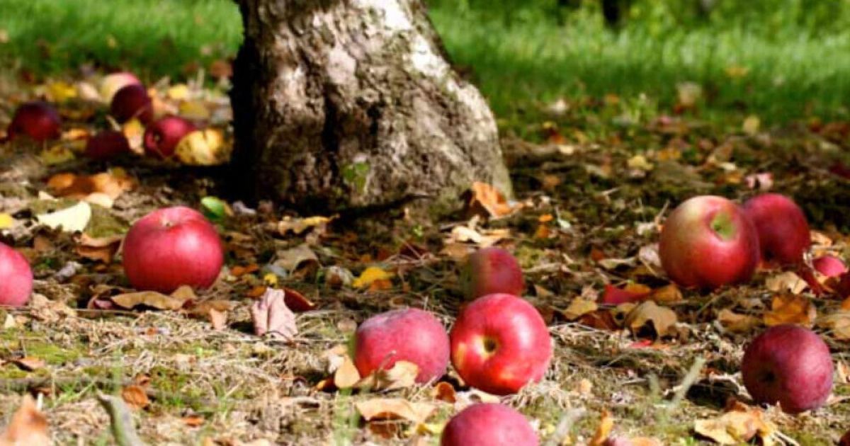 Почему опадают незрелые яблоки