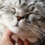 Что означает кошачье мурлыканье: 7 причин и тайны этого загадочного звука