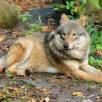 В Чернобыльской зоне резко уменьшилось количество хищников