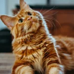 Когда лучше стерилизовать кошку: советы и рекомендации