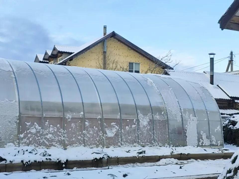 Что посеять под зиму в теплице?