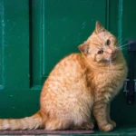К чему кот прибивается к дому: народные приметы и их значение