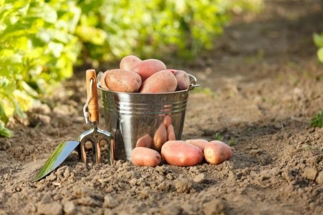 Что положить в лунку при посадке картофеля: простая смесь для высокой урожайности