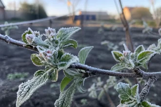 Заморозки до -3 °C и дожди: прогноз погоды по Украине на ближайшие дни