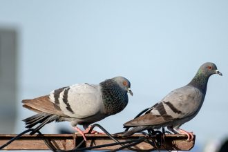 Как избавиться от голубей на балконе: простые и эффективные способы