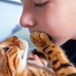 Почему кошка кладет лапу на лицо: что на самом деле означает этот нежный жест