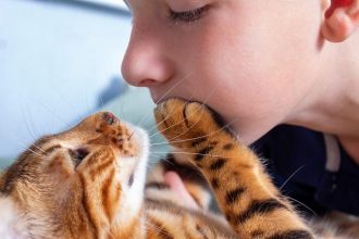 Почему кошка кладет лапу на лицо: что на самом деле означает этот нежный жест