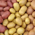 Чем отличается красный картофель от белого и желтого: какой сорт подходит для пюре, жарки и салатов